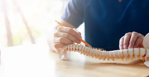 Un médico indica una vértebra en un modelo de columna vertebral, mostrando cómo un quiropráctico podría ayudar con el dolor de espalda.
